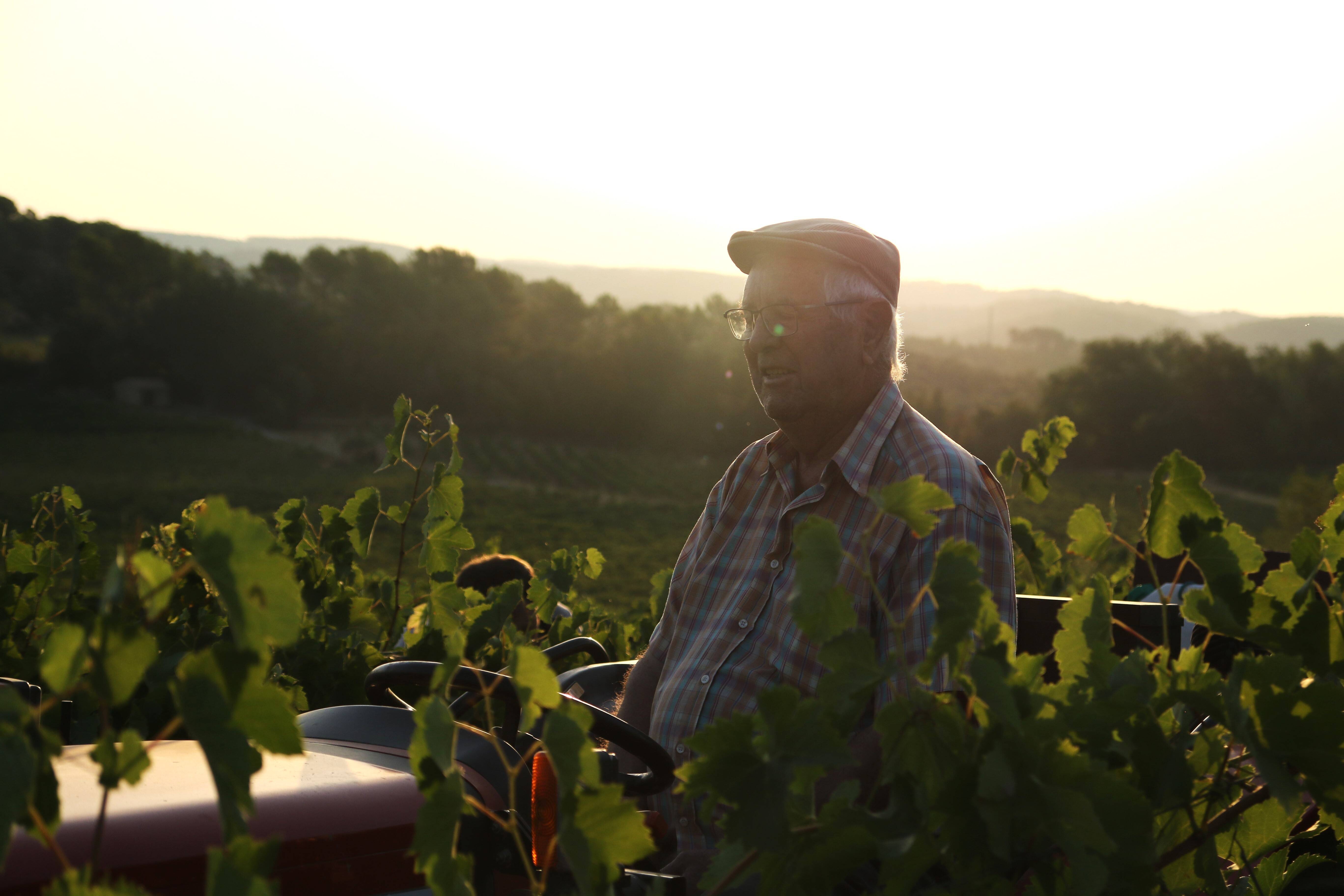 , C&rsquo;est le plus vieux viticulteur de Carcès: Francis toujours en place pour sa 76e campagne de vendanges